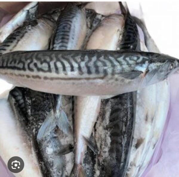 Mackerel fish frozen big sizes (Copy)